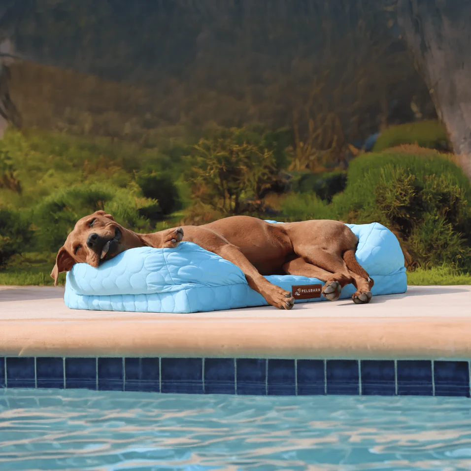Comfort for Your Best Friend